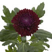 Picture of Chrysant. Disbud Poker