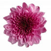 Picture of Chrysant. Spray Fabienne