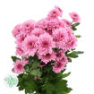 Picture of Chrysant. Spray Fabienne