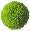 Picture of Chrysant. Spray Feeling Green