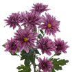 Picture of Chrysant. Spray Stellini