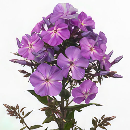 Picture of Phlox Blue Boy