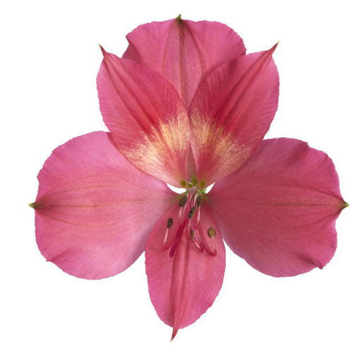 Picture of Alstroemeria Intenz Dark Pink