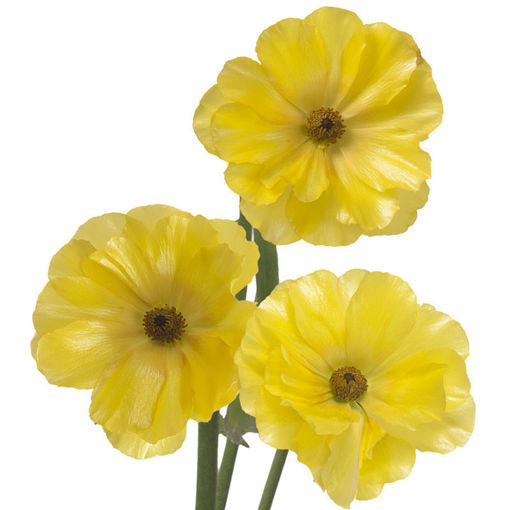 Picture of Ranunculus Butterfly Dione
