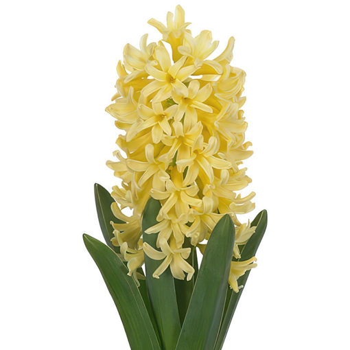 Picture of Hyacinth Yellowstone