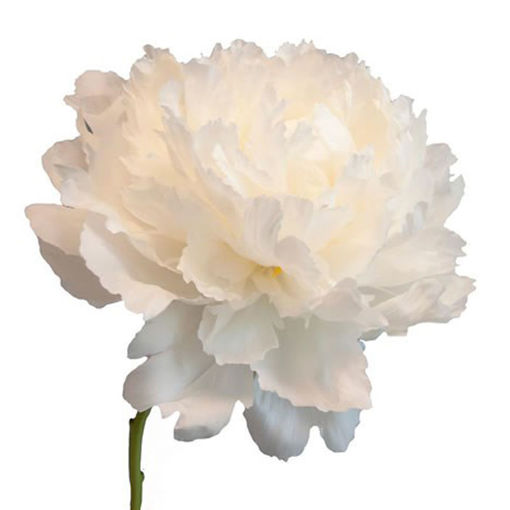 Picture of Peony Bowl of Cream