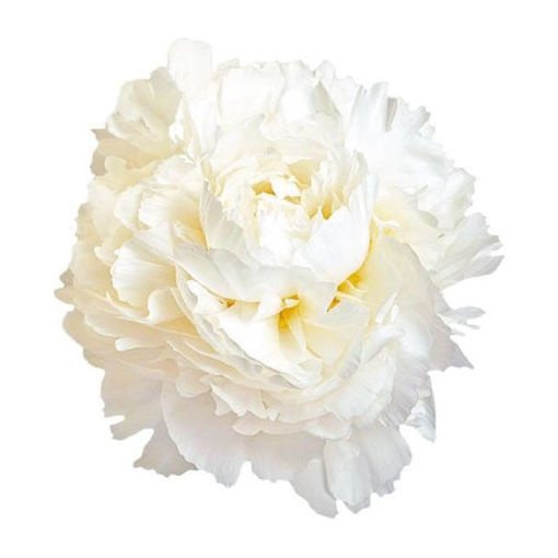 Picture of Peony Claud Tain