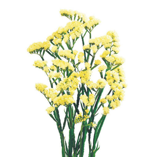 Picture of Limonium Yellow Wings