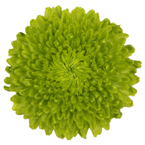 Picture of Chrysant. Disbud Alemani