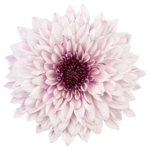 Picture of Chrysant. Disbud Pip Pretty