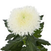 Picture of Chrysant. Disbud Etrusko White