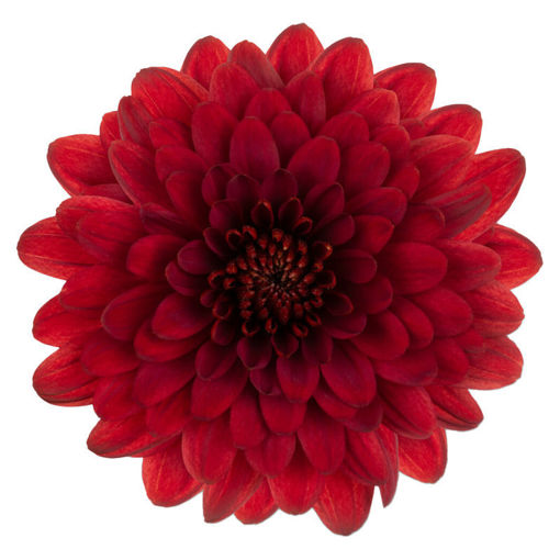 Picture of Chrysant. Spray Lamira Red