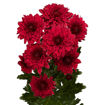 Picture of Chrysant. Spray Lamira Red