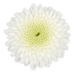 Picture of Chrysant. Spray Newton