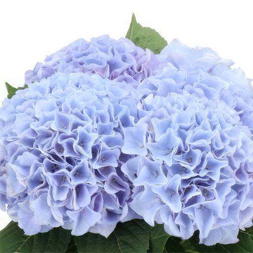 Picture of Hydrangea Blue Floyd