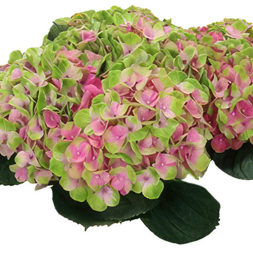 Picture of Hydrangea Magic Amathyst