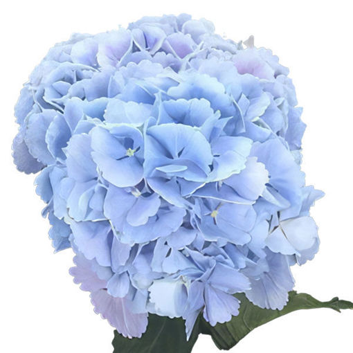 Picture of Hydrangea Lollypop Blue