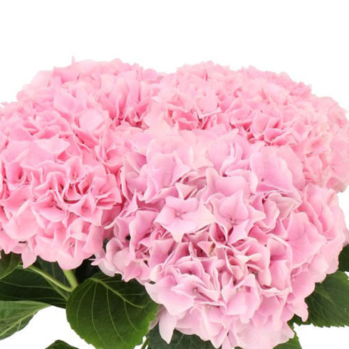 Picture of Hydrangea Pink Floyd