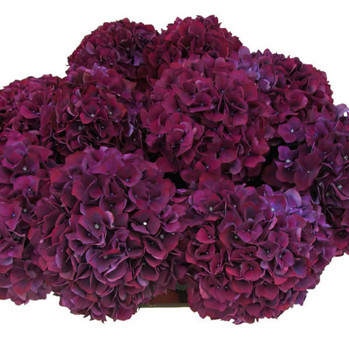Picture of Hydrangea Ruby Glow