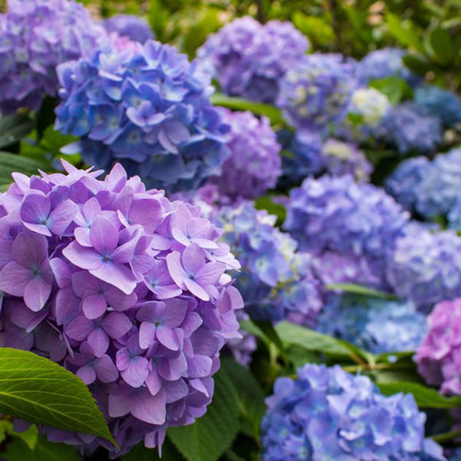 Hydrangea Myths and Facts: Debunking Common Misconceptions
