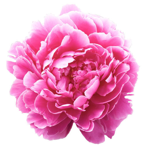 Picture of Peony Dr. Fleming Hot Pink