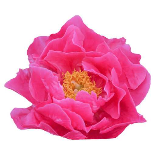 Picture of Peony Paula Fay