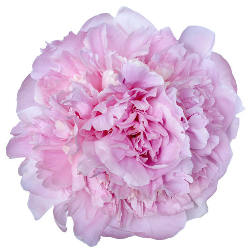 Picture of Peony Angel Cheeks