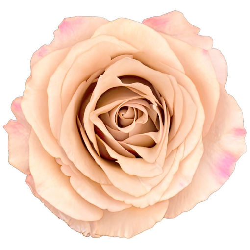 Picture of Rose Moccachino