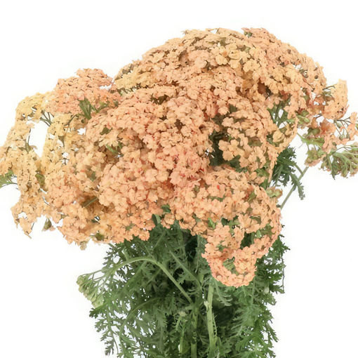 Picture of Achillea Molly