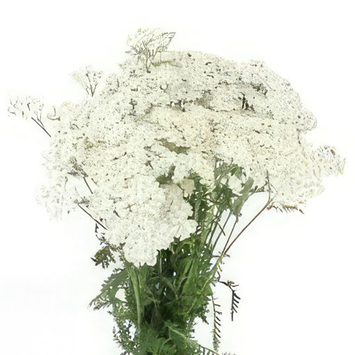 Picture of Achillea White Beauty