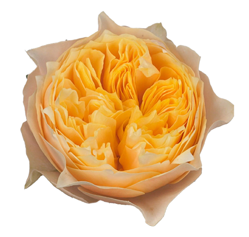 Picture of Rose Golden Vuvuzela