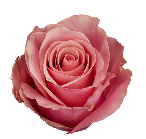 Picture of Rose Light Pink Tacazzi