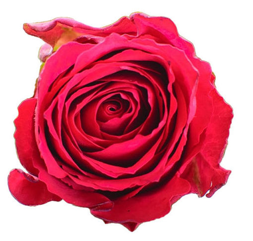 Picture of Rose Madam Cerise