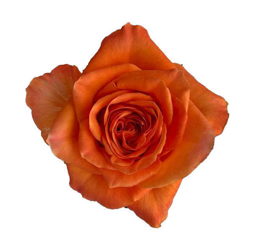 Picture of Rose Kingsday