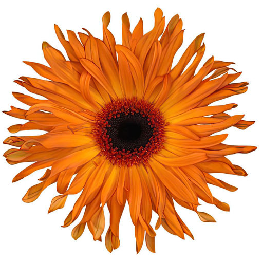 Picture of Gerbera Diamond Pasta Bolognese