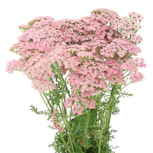 Picture of Achillea Pink Floyd