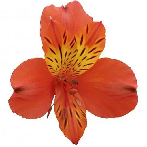 Picture of Alstroemeria Cinnamon