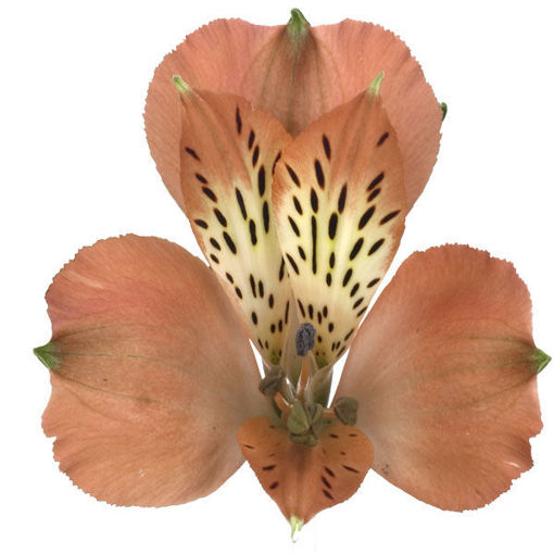 Picture of Alstroemeria Estee