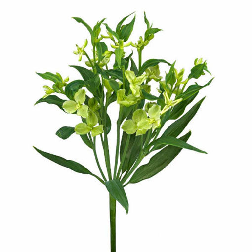 Picture of Alstroemeria Florinca Jade