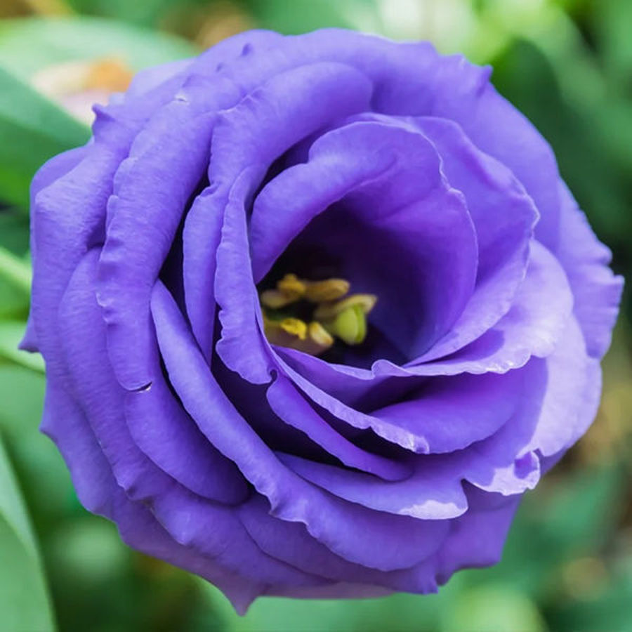 Incorporating Lisianthus into Your Home and Events