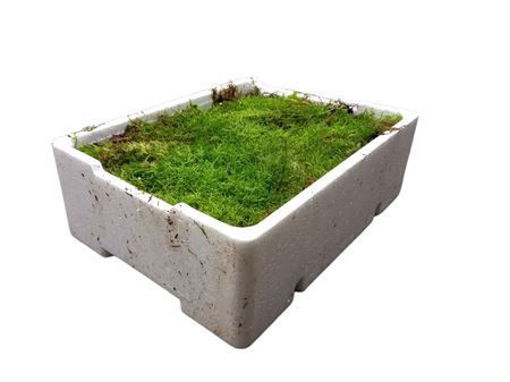 Picture of Flat Moss