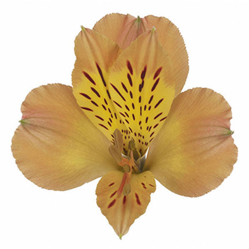 Picture of Alstroemeria Aurora