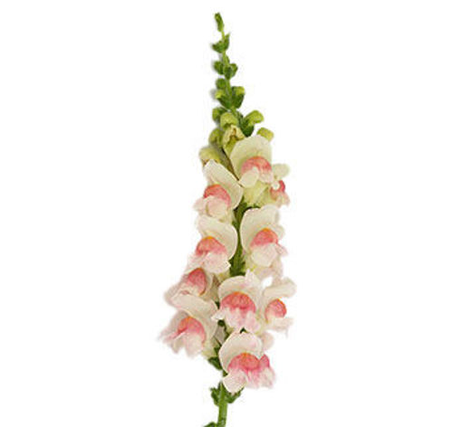 Picture of Antirrhinum Apple Blossom