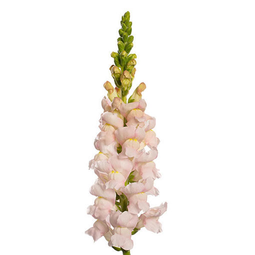 Picture of Antirrhinum Costa Silver