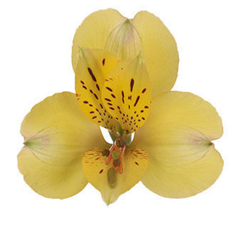 Picture of Alstroemeria Morning Star