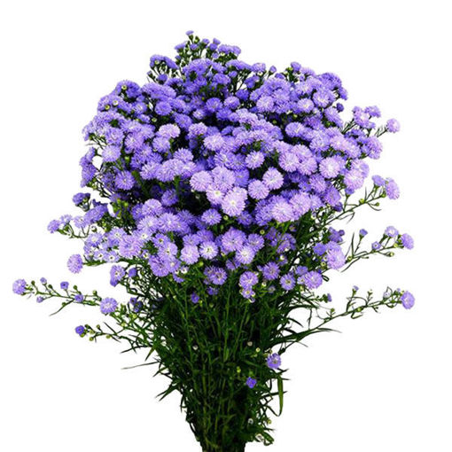 Picture of Aster Baby Blue