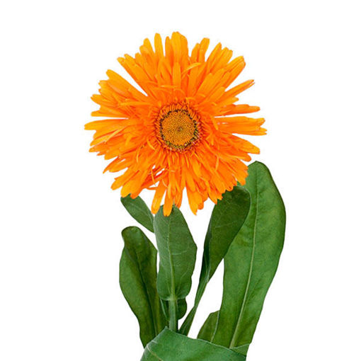 Picture of Calendula Spot Orange