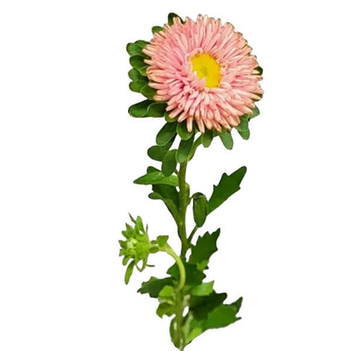 Picture of Aster Callistephus Abrikoos