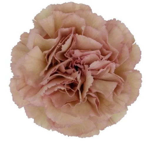 Picture of Carnation Creola