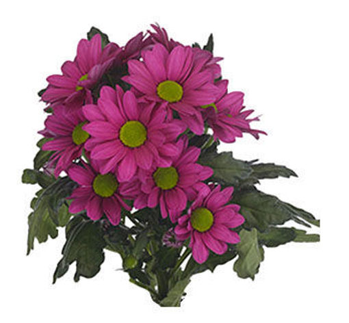 Picture of Chrysant. Spray Ballerina Dark